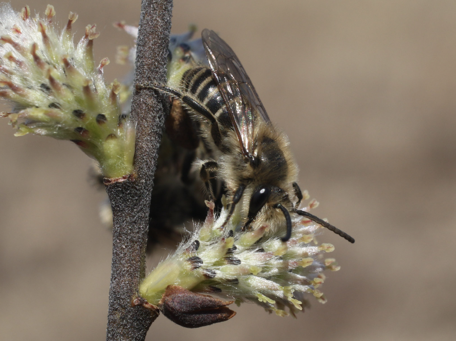 Haplotrinchus Inaequalis Colletes inaequalis – Bee Watching