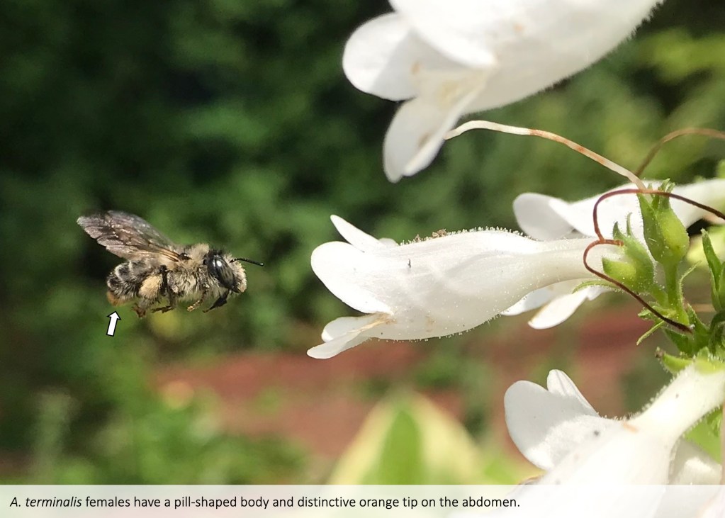 寶BEE-192TOURSTAGE 3.4㎏ 内口径24㎝ Orange-tipped wood-digger bee (Anthophora terminalis) – Bee Watching
