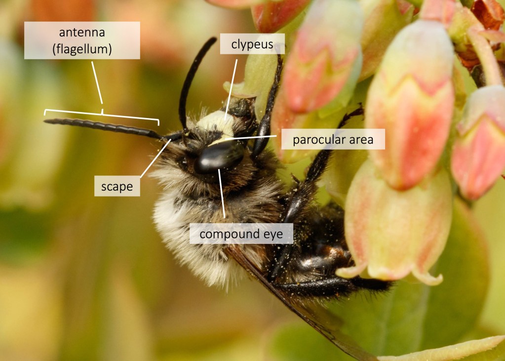 How to watch bees – Bee Watching