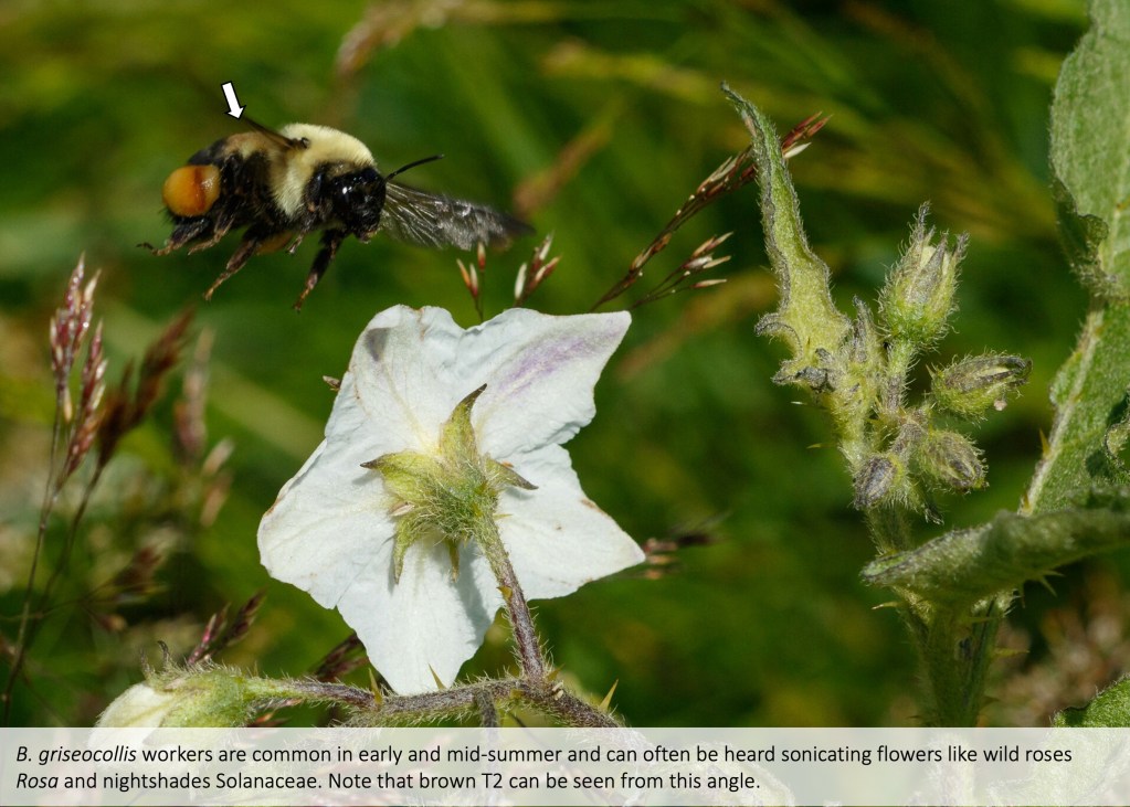 Brown-belted bumble bee (Bombus griseocollis)