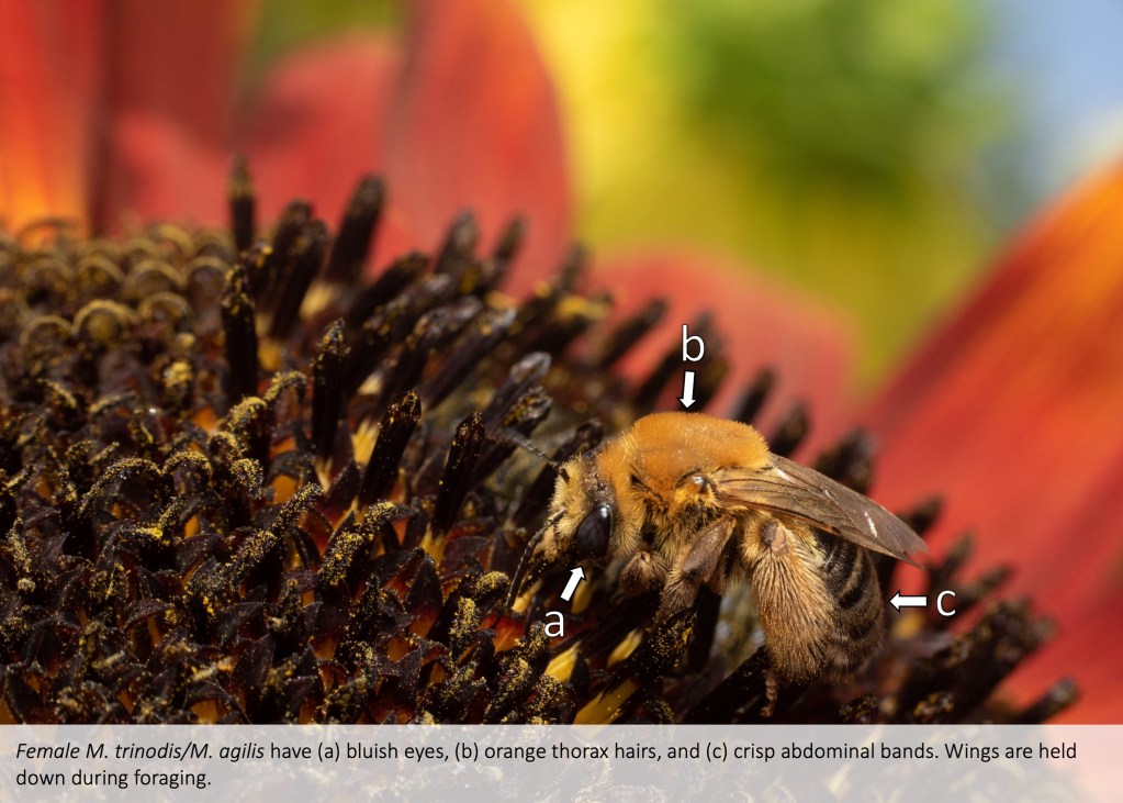 Dark-veined and Agile longhorn bees (Melissodes trinodis/agilis