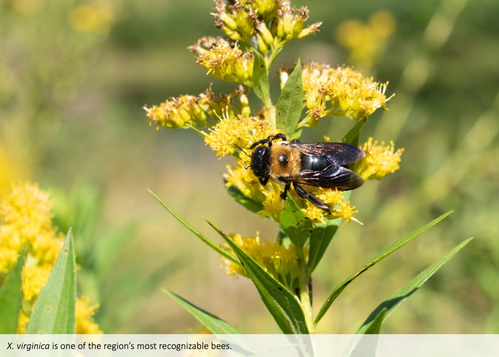 Eastern carpenter bee (Xylocopa virginica) – Bee Watching