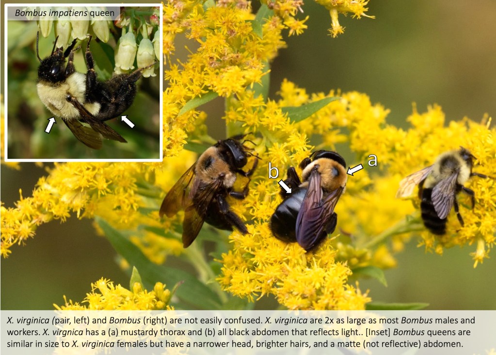 Eastern carpenter bee (Xylocopa virginica) – Bee Watching