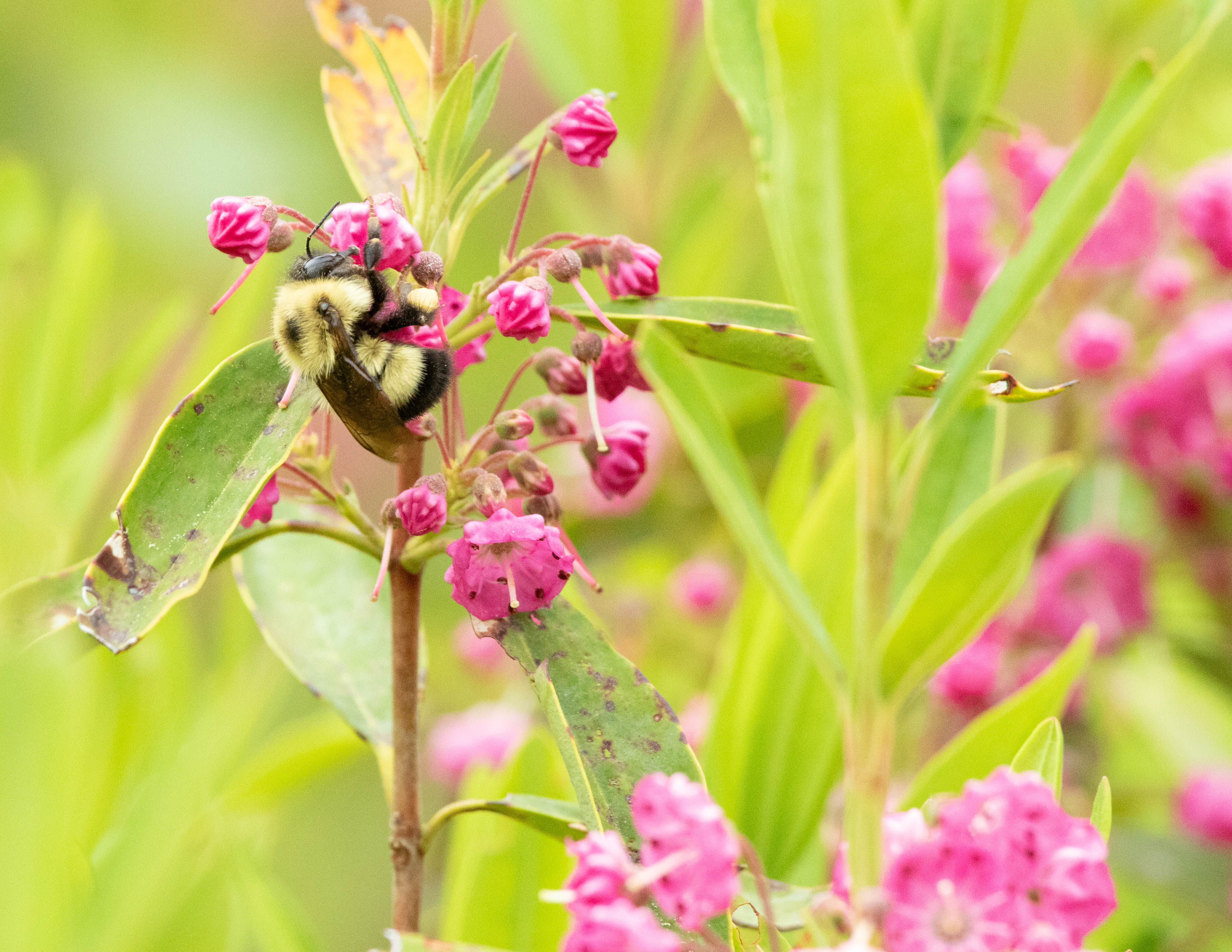 Nick’s 2024 Holiday Calendar