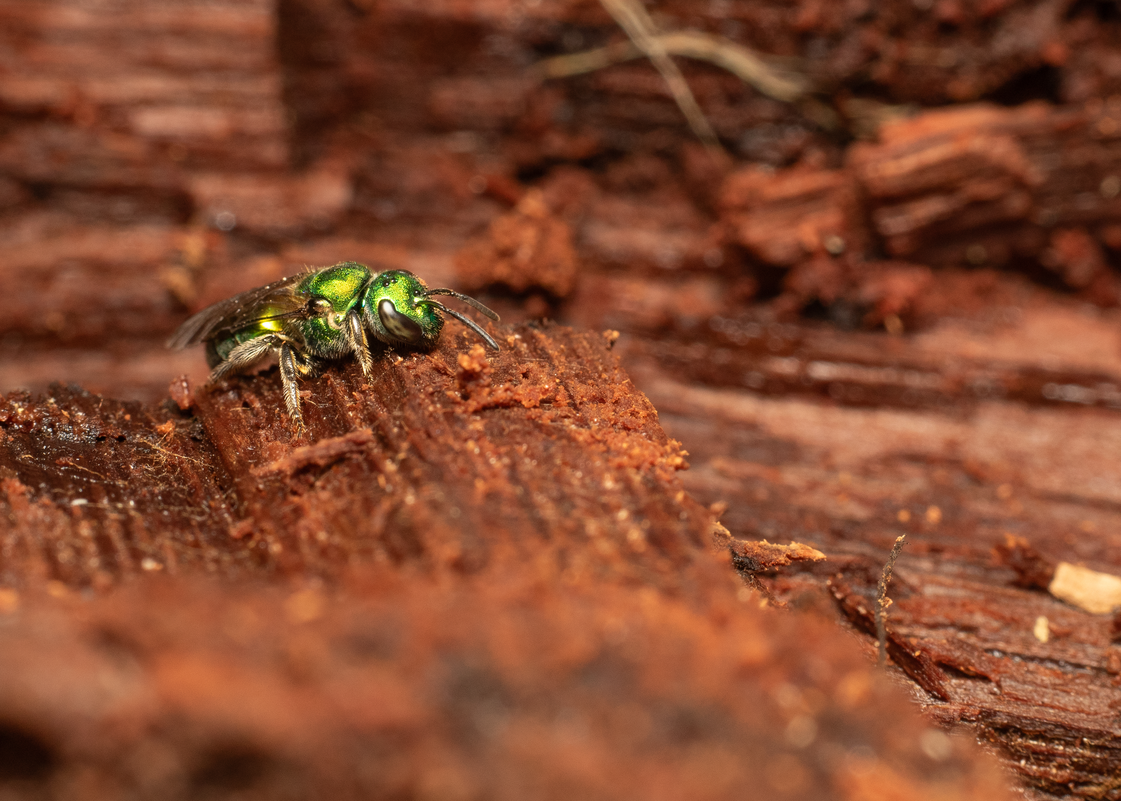 Where do sweat bees go in winter?