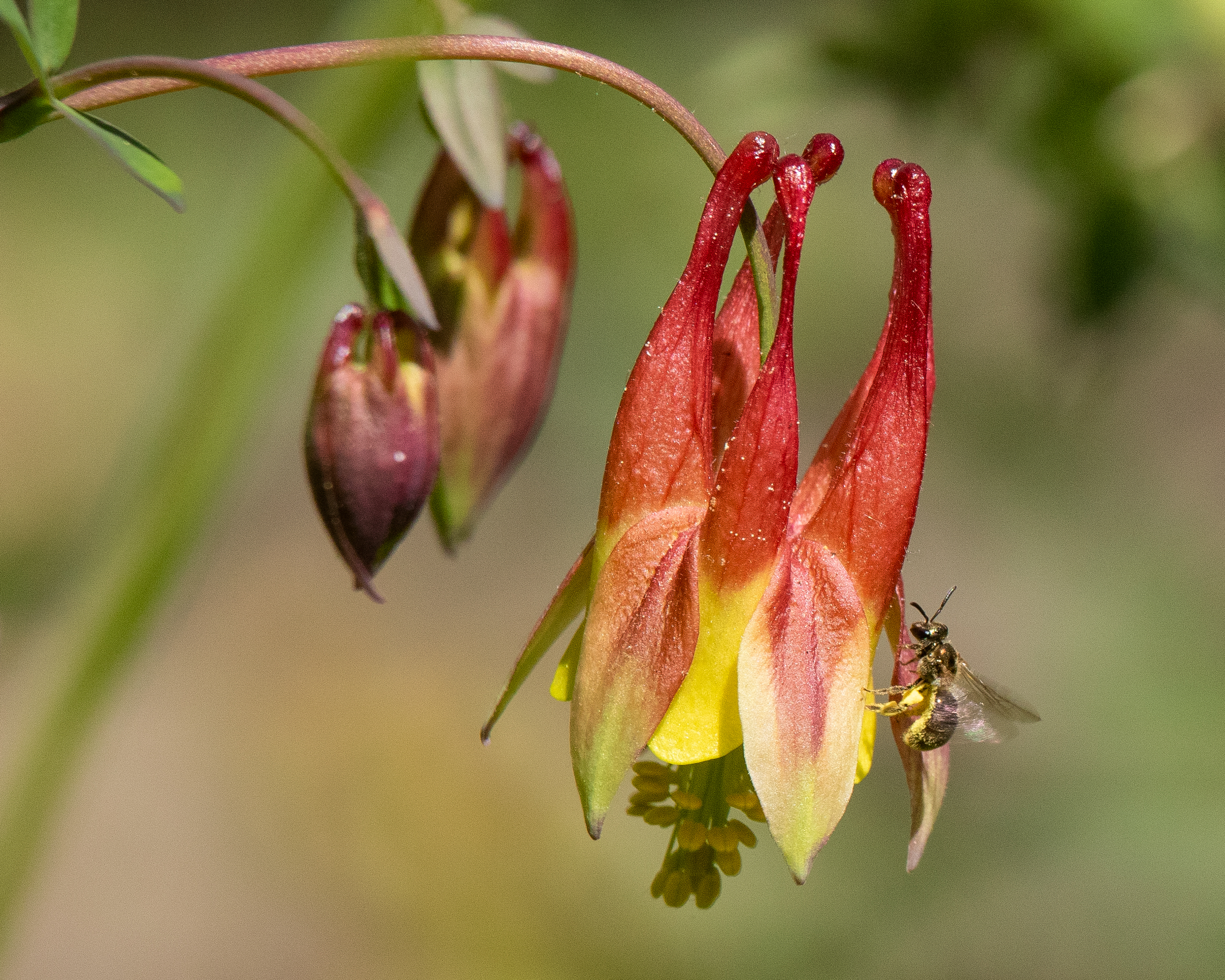 Nick’s 2026 Calendar